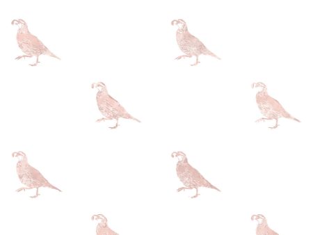 California Quail  Wallpaper by Nathan Turner - Pink Online Hot Sale