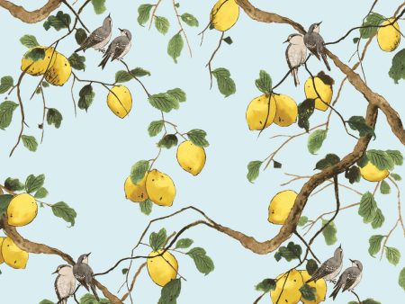 Lemon Birds  Wallpaper by Nathan Turner - Light Blue For Cheap