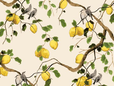 Lemon Birds  Wallpaper by Nathan Turner - Beige For Discount