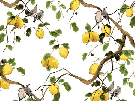 Lemon Birds  Wallpaper by Nathan Turner - White on Sale