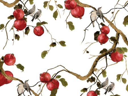 Pomegranate Birds  Wallpaper by Nathan Turner - White For Discount