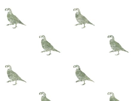 California Quail  Wallpaper by Nathan Turner - Green Online Sale