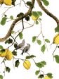 Lemon Birds  Wallpaper by Nathan Turner - White on Sale